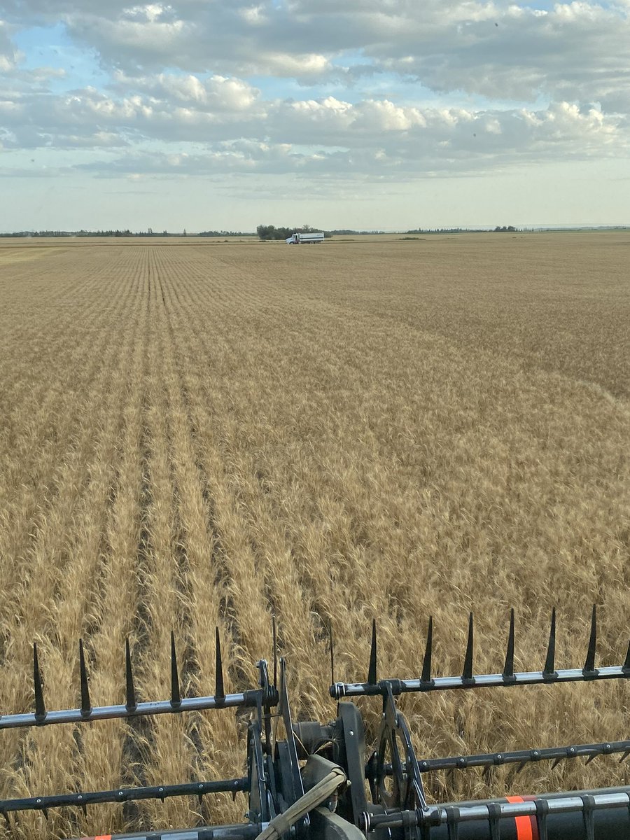 Randi Kuriga tweet media