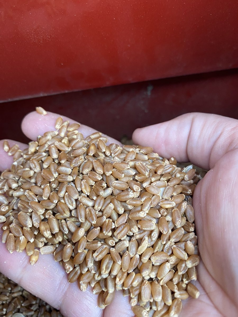 Randi Kuriga tweet media