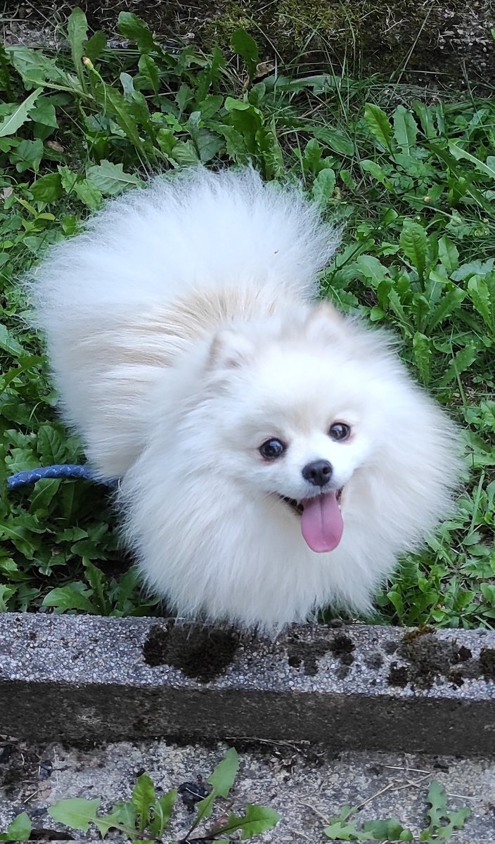 CommanderGrog's tweet image. Schaut euch das glückliche Hundchen an! 🥹