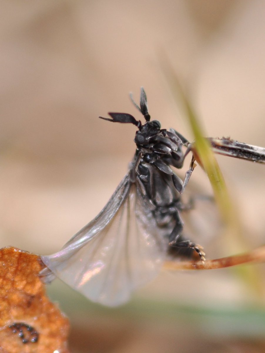Parasite of the day is Stylops melittae, a strepsipteran insect that is ...