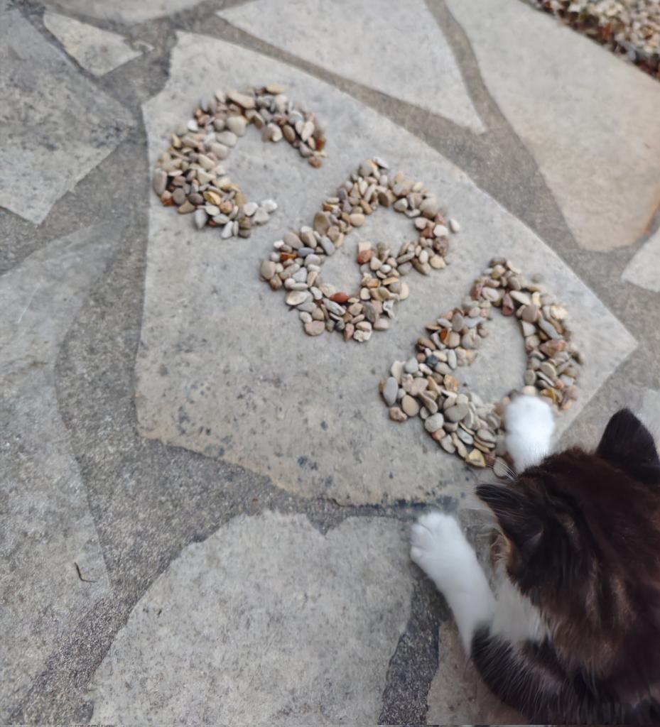 VilleLumiere94's tweet photo. GMeow @catdrivebitcoin Gang !

First creation for my young cat 🐈.

$CBD from the earliest age. https://t.co/OoqBV4REzU