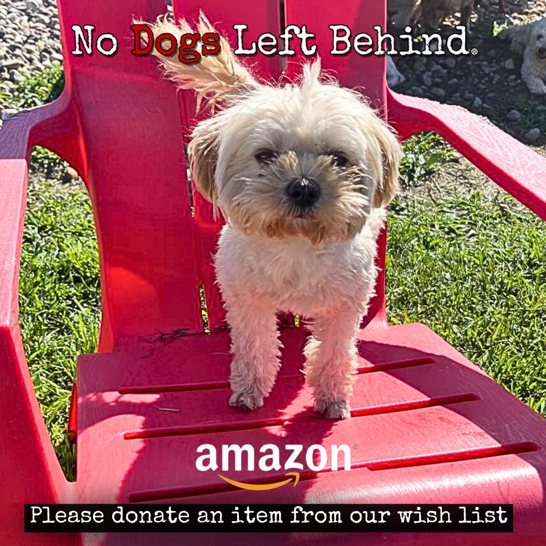 NDogsLB's tweet photo. Who can resist a face like this?! This is 6-21-23 dog meat survivor Joey. Please check out our ##amazon #wishlist and donate an item - dog food, flea/tick medication, cleaning supplies. 

Thank you 🙏🏻 for your support!

Visit https://t.co/ldhOgcU0lN

#donate #giveagift https://t.co/ZJOurd3NpR