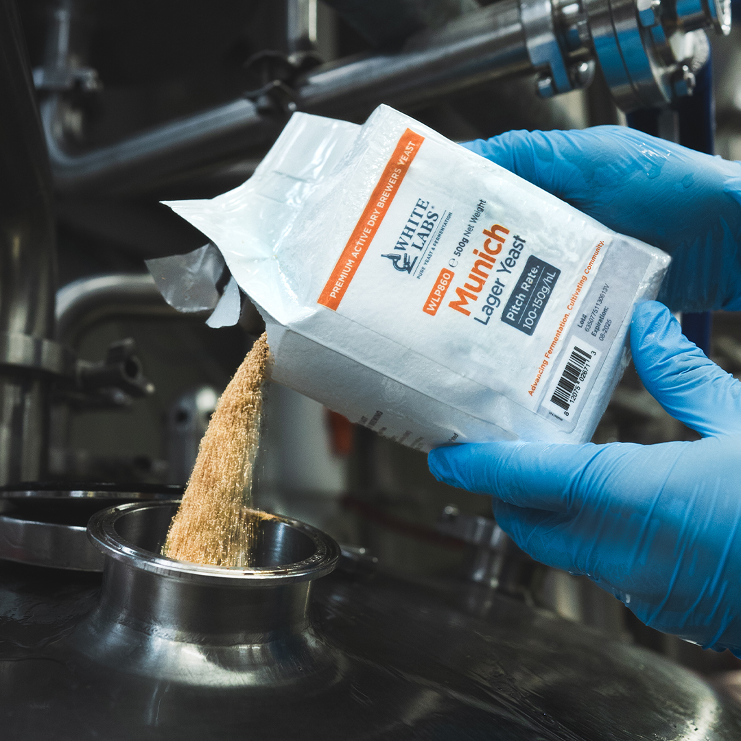 Try Munich Lager Yeast for your fall fermentations! 🍂Carefully cultivated and preserved by brewing monks observing time-honored traditions, WLP860 is renowned for its clean, crisp fermentation balanced by a distinct malty sweetness.  🍻

#PurePitchNextGeneration #WLP860