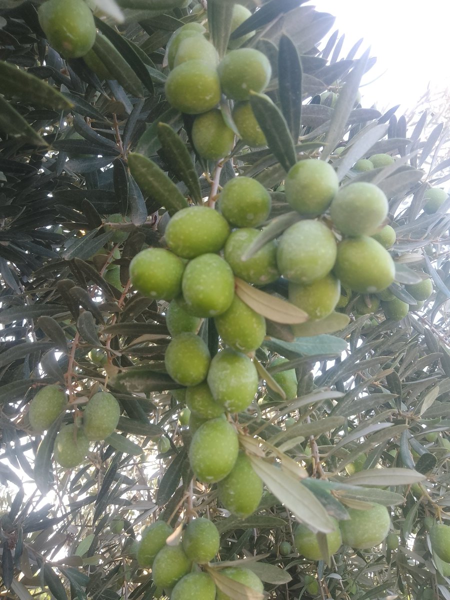 Kısmetse yeni sezona 3eylülde başlıyoruz.Önce sofralık ardından yağ üretimimiz başlayacak.ALLAH utandırmasın...