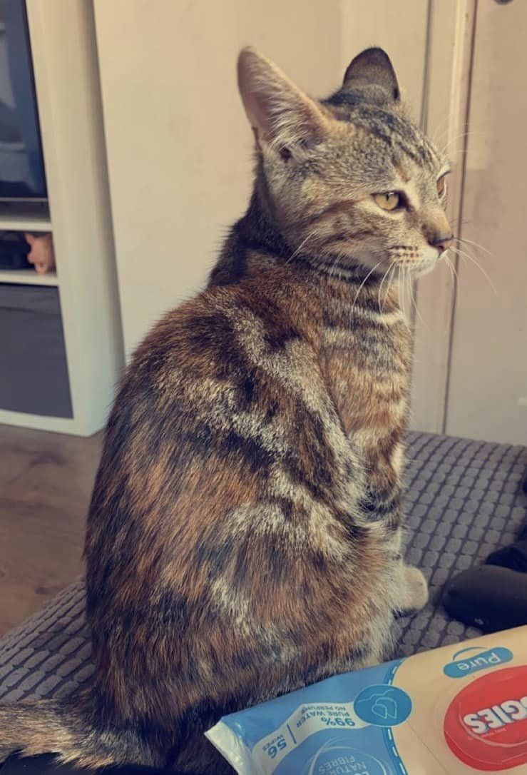 pettheftaware's tweet image. Pls RT #Missing #Cat #HemelHempstead #HP2

'Our beautiful tabby/ginger girl, Angel, has been missing since 30/07.  Last seen on ring doorbell #Swallowfields estate &amp;amp; not been seen since!
Pls can people keep an eye out for her, check all houses &amp;amp; sheds!'

facebook.com/groups/forpetl…