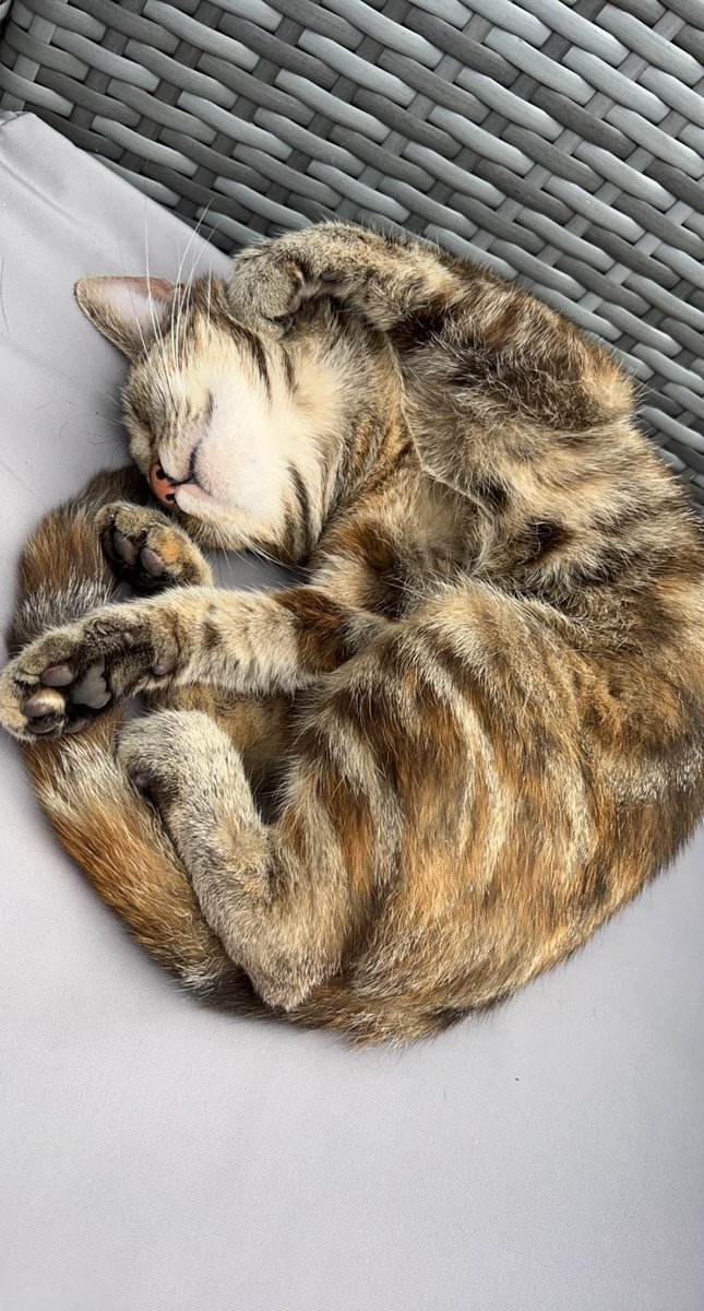 pettheftaware's tweet image. Pls RT #Missing #Cat #HemelHempstead #HP2

'Our beautiful tabby/ginger girl, Angel, has been missing since 30/07.  Last seen on ring doorbell #Swallowfields estate &amp;amp; not been seen since!
Pls can people keep an eye out for her, check all houses &amp;amp; sheds!'

facebook.com/groups/forpetl…