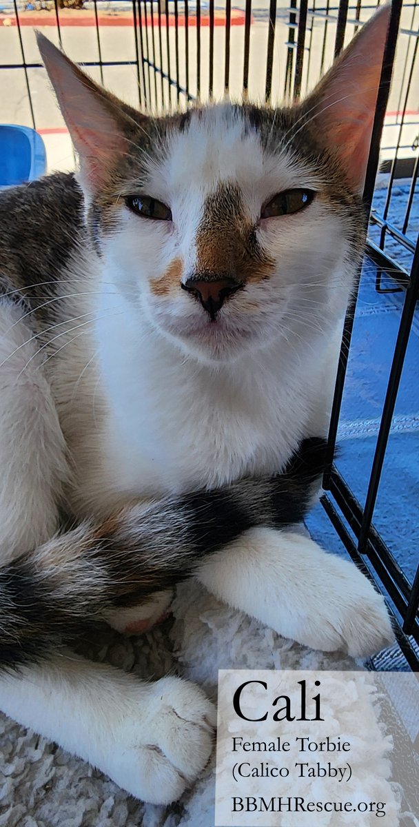 BBMHRescue's tweet photo. Cali is a torbie female kitten who will be available for adoption on 8/24 at PetSmart Temecula. The adoption event is 10 am - 1 pm in front of the store. https://t.co/2gf30ZsneB 
#kitten #kittens #cats #catrescue #temecula #torbiecat #torbie #calico https://t.co/YvEAXl22N9