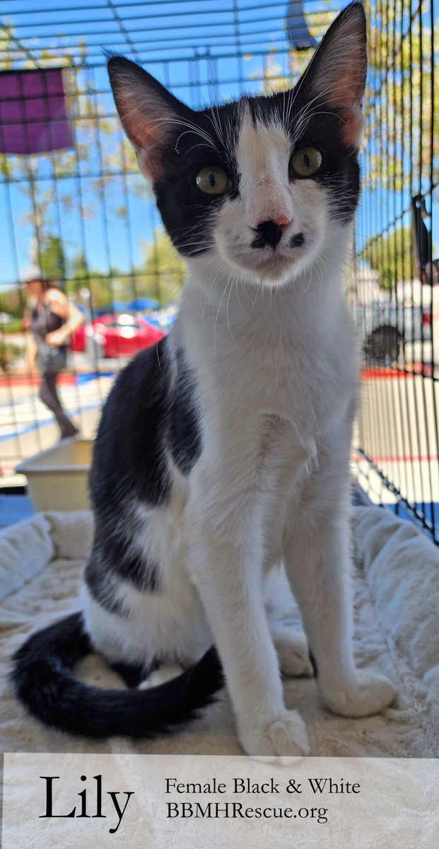 BBMHRescue's tweet photo. Lily is a black and white female kitten who will be available for adoption on 8/24 at PetSmart Temecula. The adoption event is 10 am - 1 pm in front of the store. https://t.co/2gf30ZsneB
#kitten #kittens #blackandwhite #cats #catrescue #temecula https://t.co/2bzCpmAbHX