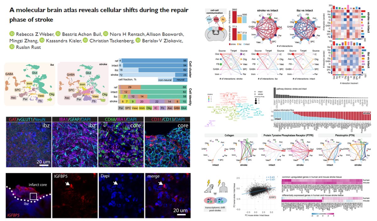 Single-nuclei transcriptomics in Mouse Cortical #ischemicStroke (Photothromobosis) 
Reparative phase 4 wk post-stroke
Infarct core vs Ischemic border zone vs Intact

In Stroke core
👉Expansion of non-vascular #Pericyte
       1⃣Take a look at their  CD13+ arborized network😁