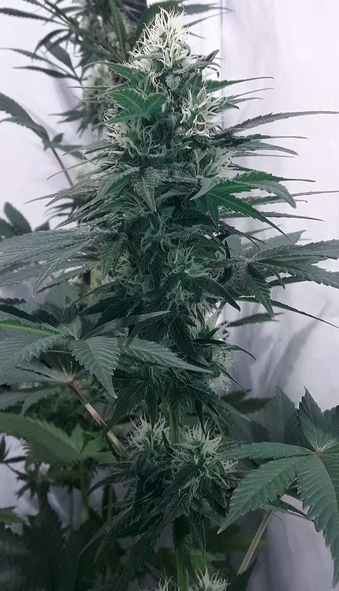 KannabiaSeedsDE's tweet photo. BIG BAND von #KannabiaSeeds🌱 @KannabiaSeeds @IntKannabia @Kannabia_US
📷 Credits: @Apez140
Dankeschön, #Kannabist! 🫶😍🧡💚
ℹ️ #BigBand #collectionseeds 👇
https://t.co/Yx6WZkGNZV
Fem ♀️
Bubblegum x Chronic x Black Domina
Hybride mit Indicadominanz
#cannabisculture #420Life https://t.co/39IXvsmoob