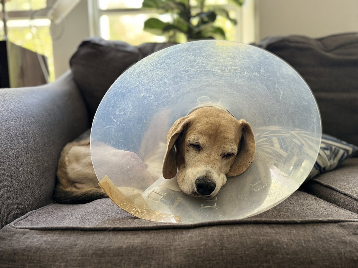 dwitto's tweet photo. Mi hermosa 🤩 recuperándose de su operación! La amo 🥰 https://t.co/2GAZybDtMr