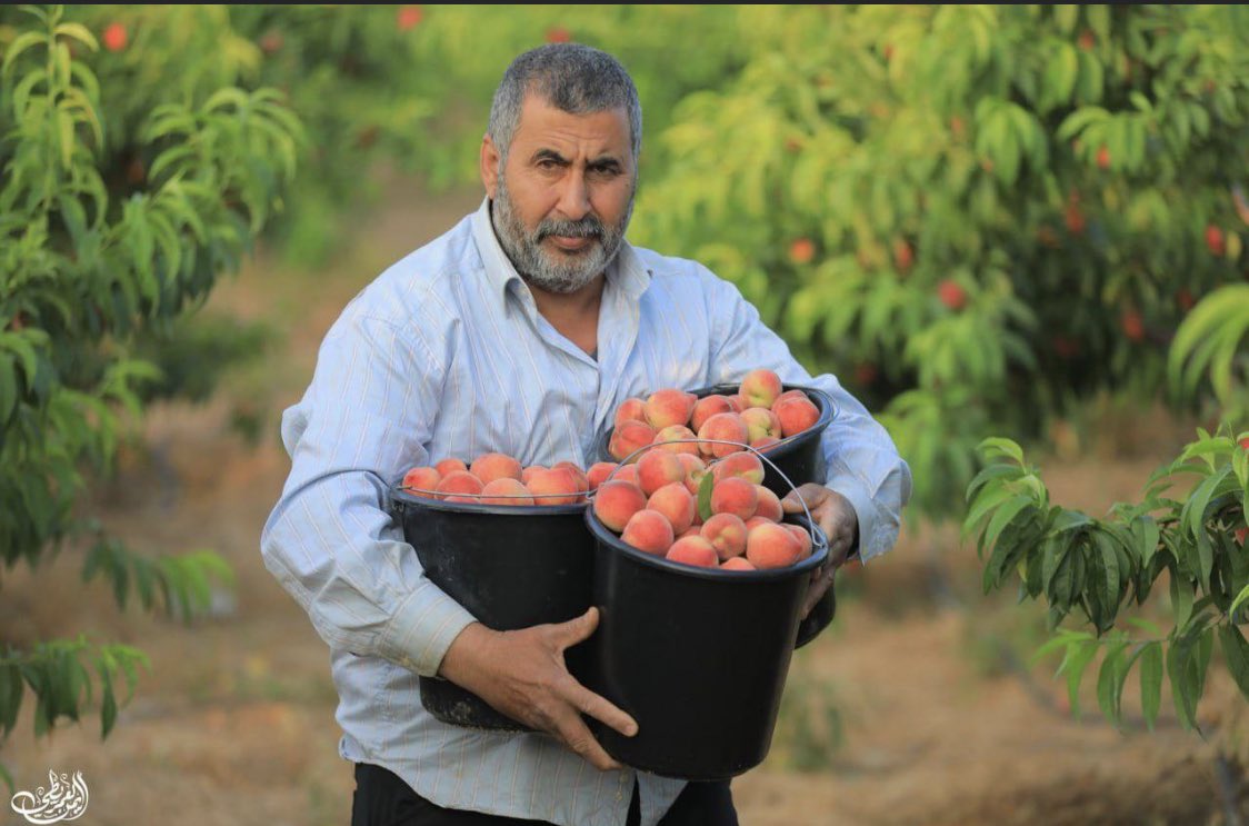 vampl0vrrr's tweet photo. palestine's peaches. https://t.co/HkpKdPID3c