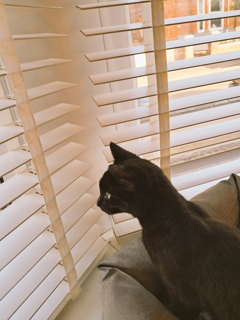 Tomas Thurogood-Hyde tweet media