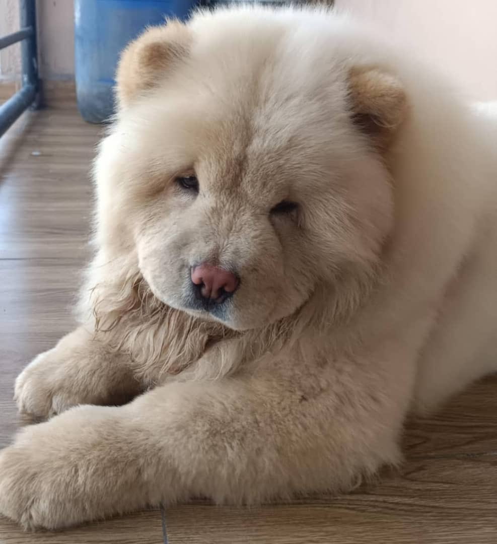 bflexworldwide's tweet photo. 11/12MONTHS RUSSIAN IMPORT FEMALE ROUND TYPE CHOW-CHOW AVAILABLE FOR SALE VACCINATION UP TO DATE
2nd HEAT AROUND THE CONER
NOT CHEAP BUT AFFORDABLE
#What a Goal #Osimhen to Chelsea #RFK Jr. #Zion #Ooni #Ted Cruz #JUJU PUNTER THE GOAT #Yahaya Bello #Republican Party https://t.co/RjyHkfNONH