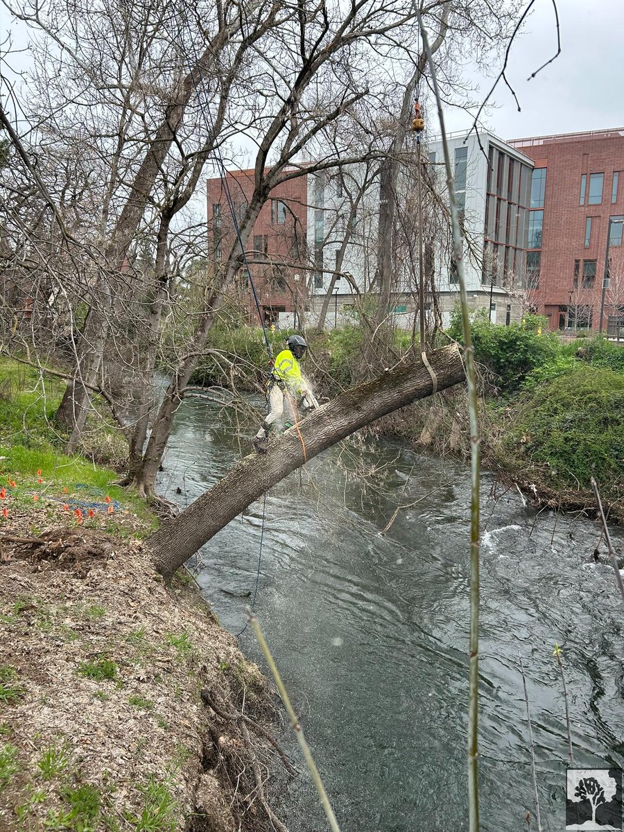 TwinCities_Tree's tweet image. Got a pesky tree that needs to be taken down? Don&apos;t worry, we&apos;ve got you covered! Our team at Twin Cities Tree Service can handle any size job with ease. Give us a call for a FREE estimate. 🌳🌲 #TwinCitiesTreeService #TreeRemoval #NoJobTooBigOrSmall