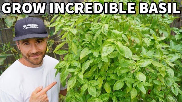 NCGardening's tweet photo. New YouTube vid! Learn how to grow #BASIL plants that NEVER stop producing!
https://t.co/8sn9zkJ7fO
#basilplant #basilplants #herb #herbs #garden #gardening #gardeninglife #gardeninglove #vegetablegarden #vegetablegardening #ediblelandscaping #growyourown #growyourownfood https://t.co/HEeoPMcRW3