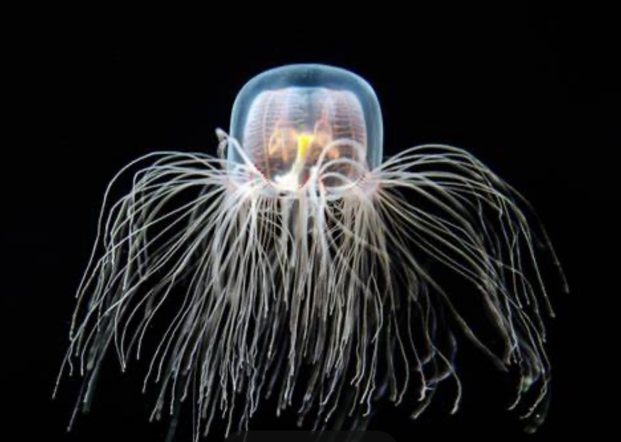 bryan_johnson's tweet image. Turritopsis Dohrnii, the “immortal jellyfish”, doesn&apos;t die of old age. It transforms itself from its mature medusa form back to a polyp stage. 

In this narrow example, biology has found a way to circumvent aging.