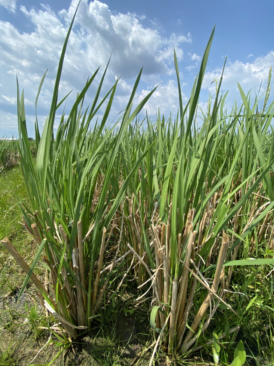 Gurjeet_AgSci's tweet photo. #ResearchUpdate2024 πΊπΈ
#RiceRatoon performing good, planted on 1st week of March and harvested 1st week of August @TAMUAgriLifeBEL @txresearch @AgriLife @TAMU
Looking forward to identifying promising #Rice genotypes for ratoon harvest.
#RiceBreeding
#Agriculture https://t.co/6jhQ1Ajgav