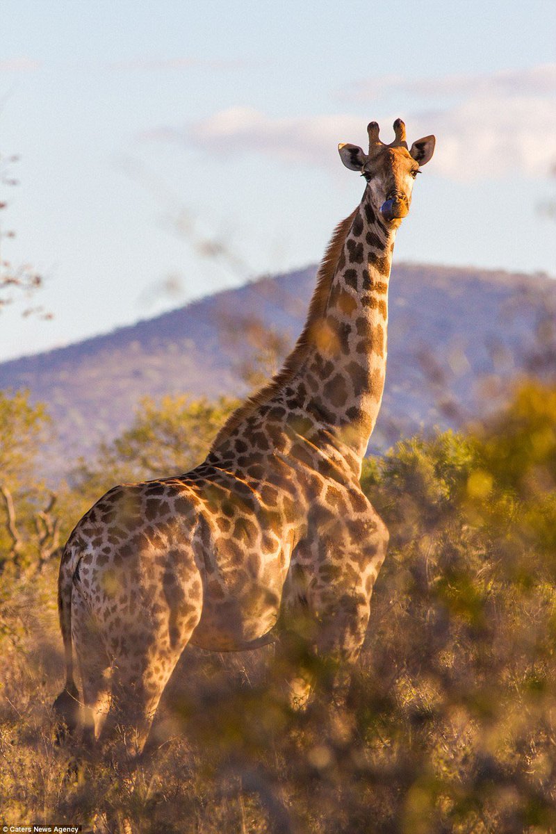 donalddump42069's tweet photo. Mr. Steal Your Girl 

$BOGUS 🦒🦒🦒🦒 https://t.co/OGMZQ4LOAB