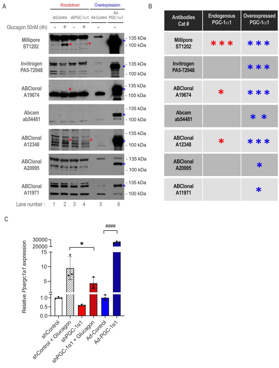 Commercially available PGC-1α antibodies vary greatly in specificity and sensitivity #micropublication #biology #data #caltechlibrary #Mouse #Methods #MaterialsAndReagents micropublication.org/journals/biolo…