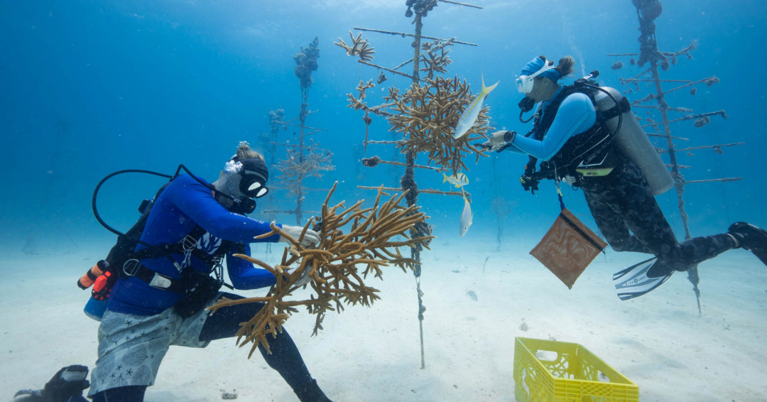 Coral Restoration Foundation tweet media