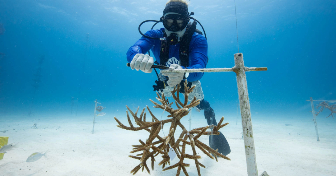 Coral Restoration Foundation tweet media