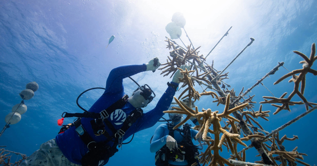 Coral Restoration Foundation tweet media