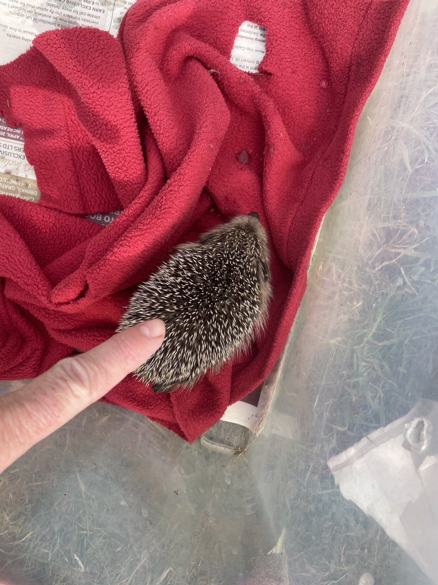 Kate (@beachbonkershq) on Twitter photo As you know <a href="/HedgehogCabin/">Hedgehog Cabin</a> I’m desperate to see some #hedgehog babies in our garden but not like this. Found wandering about when I was hanging out the washing. Now at a wildlife rescue who’ve said he’s about 7-8 weeks old. 🤞🏻 Searched for siblings everywhere to no avail. As you know <a href="/HedgehogCabin/">Hedgehog Cabin</a> I’m desperate to see some #hedgehog babies in our garden but not like this. Found wandering about when I was hanging out the washing. Now at a wildlife rescue who’ve said he’s about 7-8 weeks old. 🤞🏻 Searched for siblings everywhere to no avail.