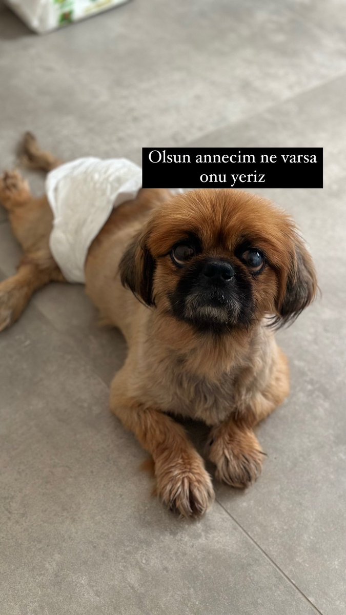 sevincedurmaz's tweet photo. Asuman kesinlikle içinden geçiriyodur 🥲 https://t.co/mQPHHmSJR9