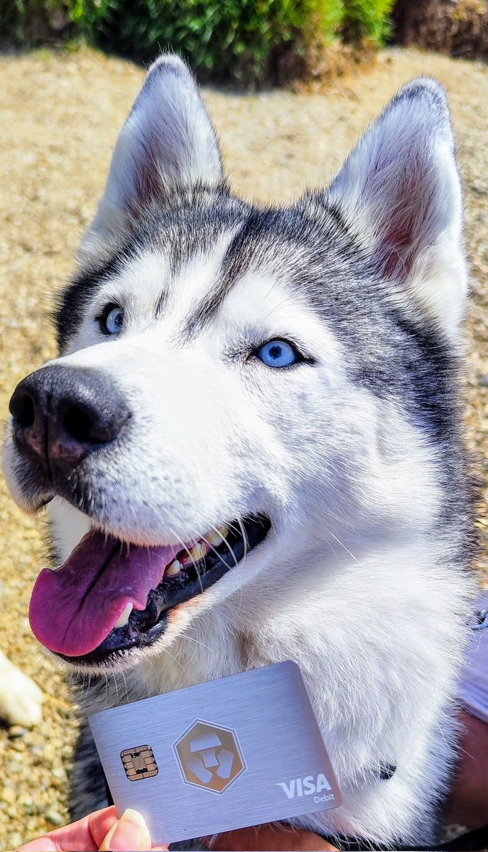 Wolf of Crypto Street?
📸 : <a href="/croshouf/">CroShouf.cro</a>