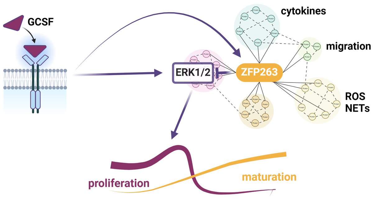 Udalova Lab - Genomics of Inflammation (@udalovalab) on Twitter photo doi.org/10.1101/2024.0… - check out our new preprint - discovery of Zfp263 as a key checkpoint of neutrophil development. <a href="/AbhiD23/">Abhinandan</a> says: “This discovery opens up new possibilities for targeting neutrophil-driven conditions, from inflammatory diseases to certain cancers." doi.org/10.1101/2024.0… - check out our new preprint - discovery of Zfp263 as a key checkpoint of neutrophil development. <a href="/AbhiD23/">Abhinandan</a> says: “This discovery opens up new possibilities for targeting neutrophil-driven conditions, from inflammatory diseases to certain cancers."