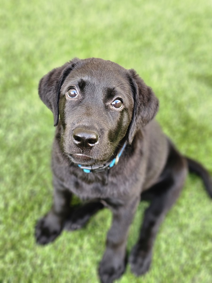 tagnar's tweet image. Guess whooooo made it all night without needing the puppy pad or having an accident!? THIS little champ right here!! 

🐾⭐ Go Ezra! 

#PuppyPower #ezrathelab