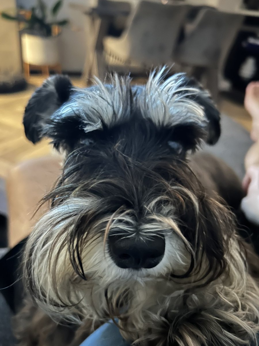 _paulchapman's tweet photo. The terrible twosome #schnauzer #dogs https://t.co/1gOMBesP3q
