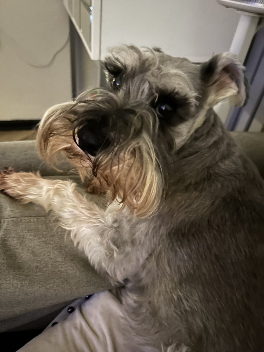 _paulchapman's tweet photo. The terrible twosome #schnauzer #dogs https://t.co/1gOMBesP3q