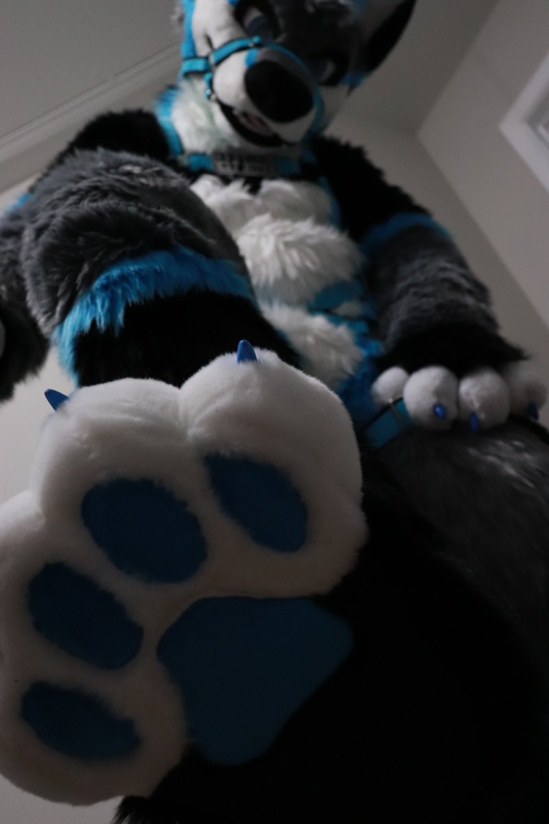 Knox π FWA (@knoxthewolf) on Twitter photo Putting paws on your timeline for this #FursuitFriday
πΈ: <a href="/Ash_The_Yote/">Ash π MP</a>
π§΅: <a href="/UnleashedSTU/">Unleashed Studios</a> / <a href="/Fur_Delicious/">FurDelicious</a> Putting paws on your timeline for this #FursuitFriday
πΈ: <a href="/Ash_The_Yote/">Ash π MP</a>
π§΅: <a href="/UnleashedSTU/">Unleashed Studios</a> / <a href="/Fur_Delicious/">FurDelicious</a>