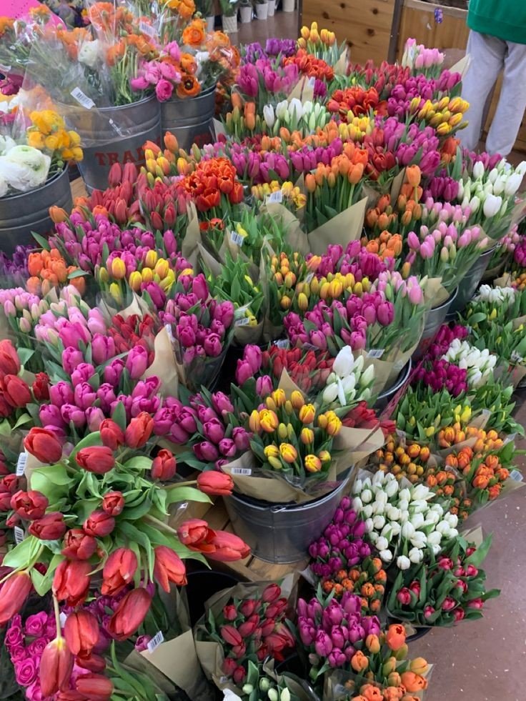 obsessed with tulips.