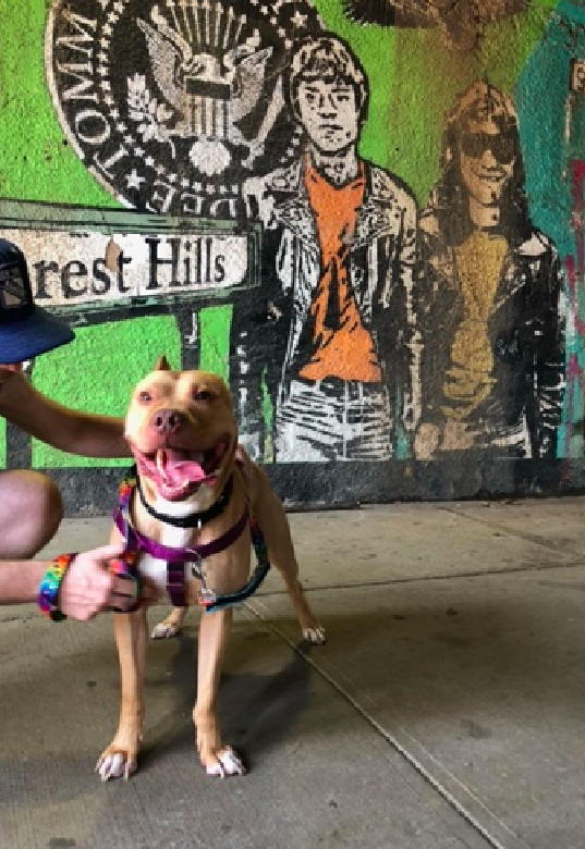 zjnov22's tweet photo. 🧸Mr. Peaches🧡 🐕 💎🌠 #adopt #NYC
🚨This poor boy has spent 127 days in the shelter💔
🌟He is 🐕 friendly🌟 Please try a 🦋trial adoption🦋
💎#PickoftheLitter 💎#BackyardBarks #MACC
🚨#Manhattan ACC🚨 ID #198124🌟 #NY https://t.co/mSjNkmCgcC