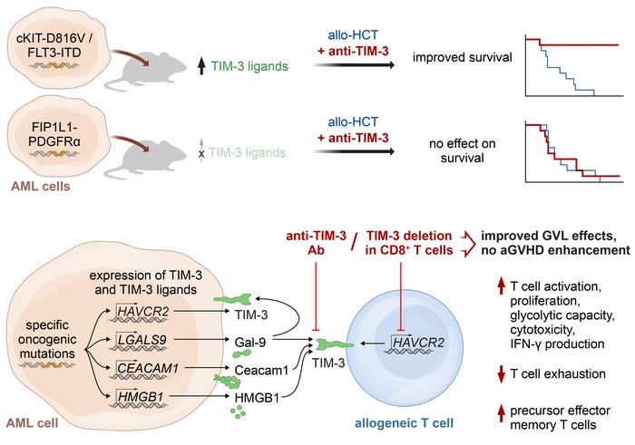Journal of Clinical Investigation (@jclinicalinvest) on Twitter photo Is personalized therapy for #leukemia relapse after stem cell transplant possible? jci.org/articles/view/…
<a href="/NanaTalvard/">Nana Talvard-Balland</a> <a href="/ScienceLukas/">Lukas Braun</a> <a href="/vangalenlab/">Peter van Galen</a> <a href="/WertheimerT/">Tobias Wertheimer</a> <a href="/KuchrooLab/">Kuchroo Lab</a> and team show anti-TIM-3 Ab improves survival of mice with mutation-specific leukemia. Is personalized therapy for #leukemia relapse after stem cell transplant possible? jci.org/articles/view/…
<a href="/NanaTalvard/">Nana Talvard-Balland</a> <a href="/ScienceLukas/">Lukas Braun</a> <a href="/vangalenlab/">Peter van Galen</a> <a href="/WertheimerT/">Tobias Wertheimer</a> <a href="/KuchrooLab/">Kuchroo Lab</a> and team show anti-TIM-3 Ab improves survival of mice with mutation-specific leukemia.