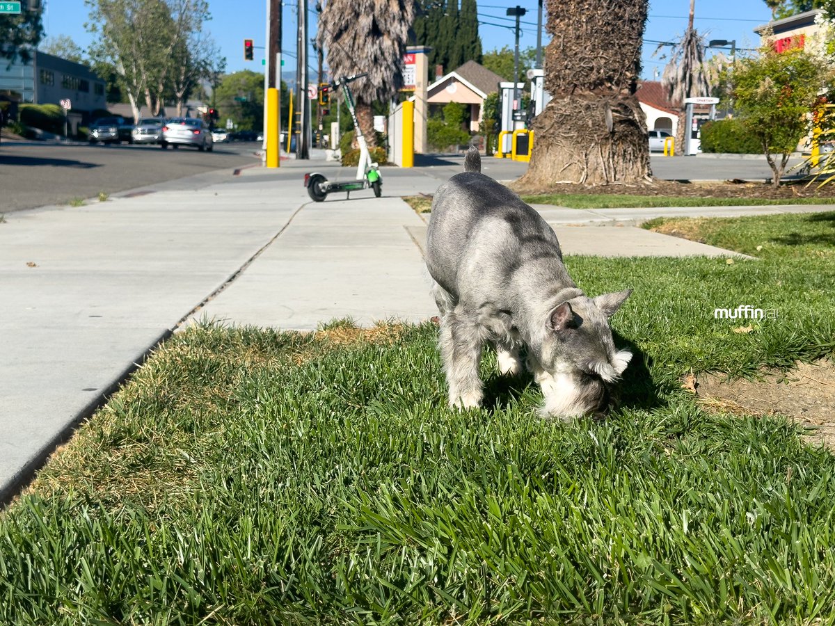 muffinjai's tweet photo. Just had the most pawsome #LunchBreak ever! โ๏ธ Lots of sniffing around, #FreshGrass under my paws, and the perfect spot to mark my territory. ๐ฆ
#HappyFriday! ๐ Any plans for the weekend? ๐ดโฑ๏ธ
#DogLife #WeekendPlans #TakeDadOut #PawsomeAdventures #SanJose #SanJoseCA #BayArea https://t.co/InGCXb6sNF