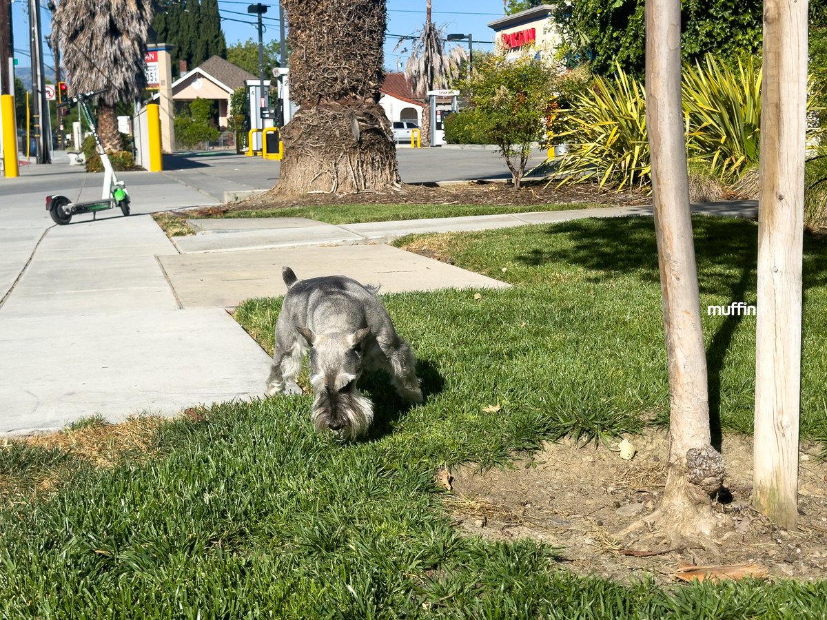 muffinjai's tweet photo. Just had the most pawsome #LunchBreak ever! โ๏ธ Lots of sniffing around, #FreshGrass under my paws, and the perfect spot to mark my territory. ๐ฆ
#HappyFriday! ๐ Any plans for the weekend? ๐ดโฑ๏ธ
#DogLife #WeekendPlans #TakeDadOut #PawsomeAdventures #SanJose #SanJoseCA #BayArea https://t.co/InGCXb6sNF