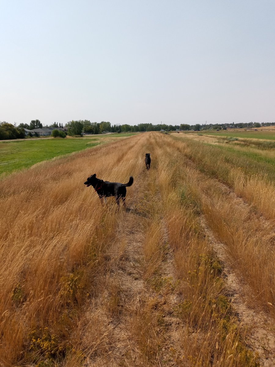 Beauty day for a stroll with the pups and a little Jacky White in my lungs.