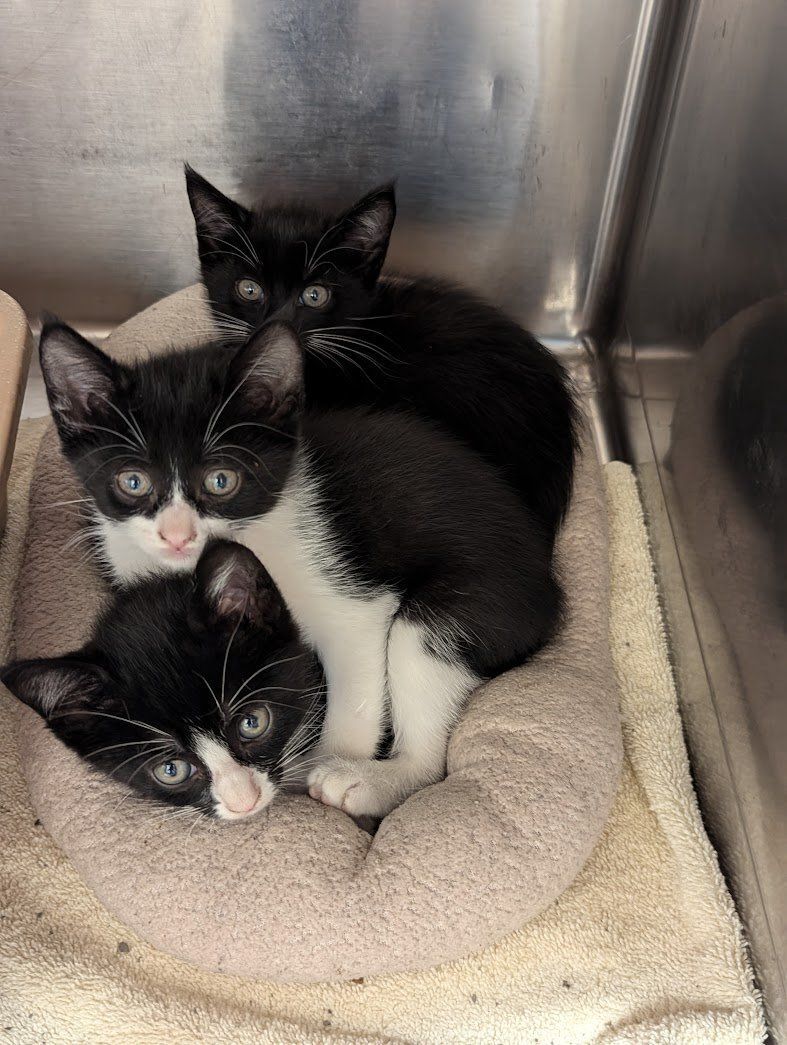 ❤️RESCUE AND PLEDGES NEEDED ❤️ 

Three little kittens are pleading for your help!  They are around 5-6 wks old and stuck in isolation.   Please Share and Pledge to help them find Rescue and get out of the stressful shelter environment. 
 Please Help if y… ift.tt/bi2r5LZ