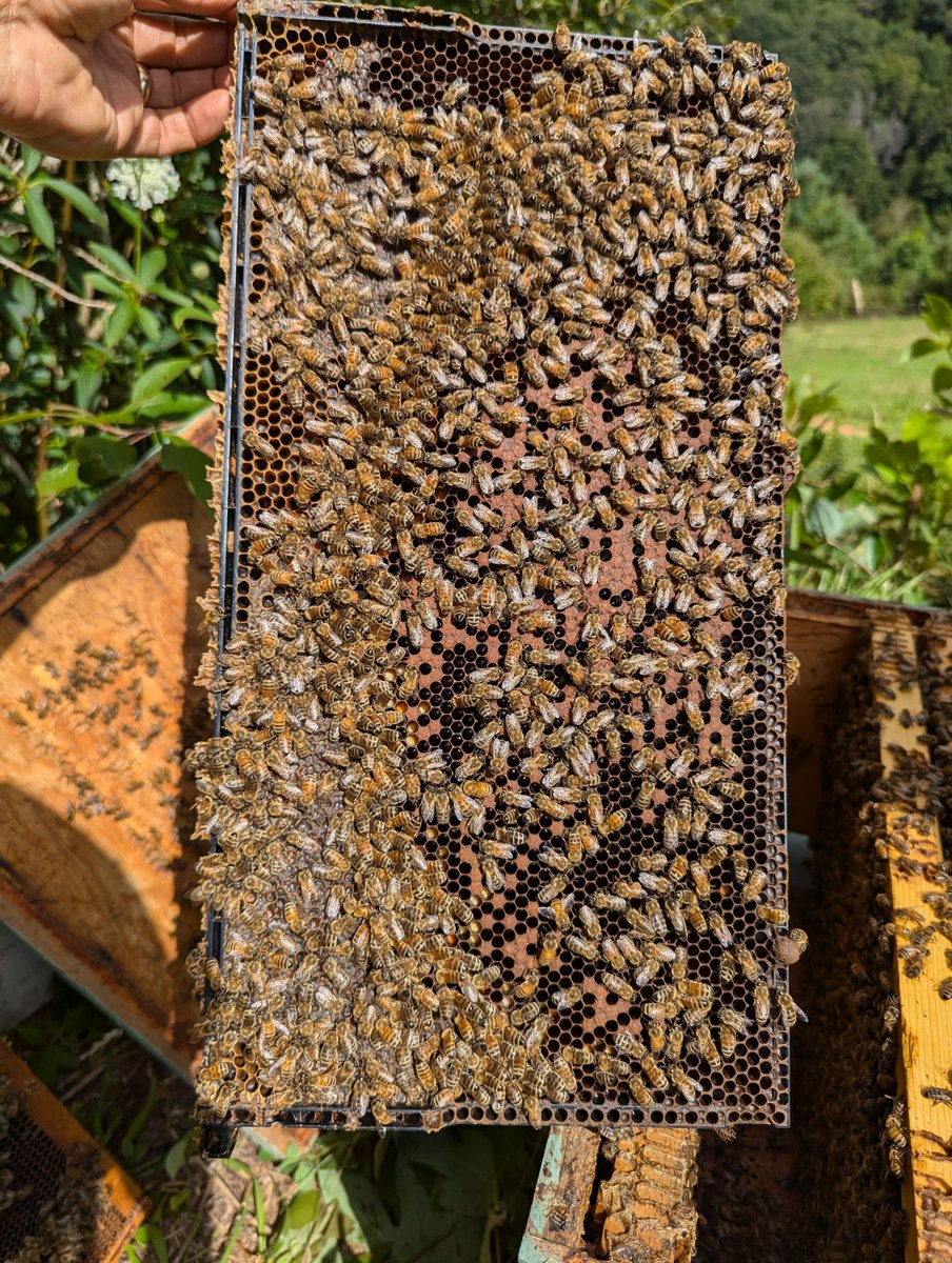 Spot the Queen challenge time! 👑🐝 Think you can find her? Let us know in the comments if you spot her, and share your time! ⏱️🔍