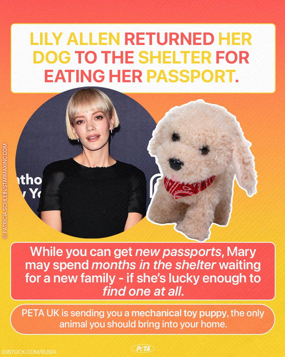 peta's tweet photo. Dogs are a lifetime commitment, @lilyallen! It's NOT FAIR to treat them like accessories to discard when they're inconvenient!

@PETAUK is sending you a mechanical toy puppy that requires none of the care, patience, or commitment a real dog needs. https://t.co/CUInZ24qjw