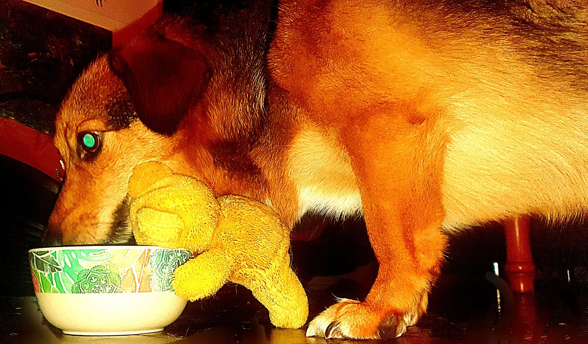 bellow_tech's tweet image. 📸 2of2: Our #pooch drinking side by side with🧸 #PuppyLove