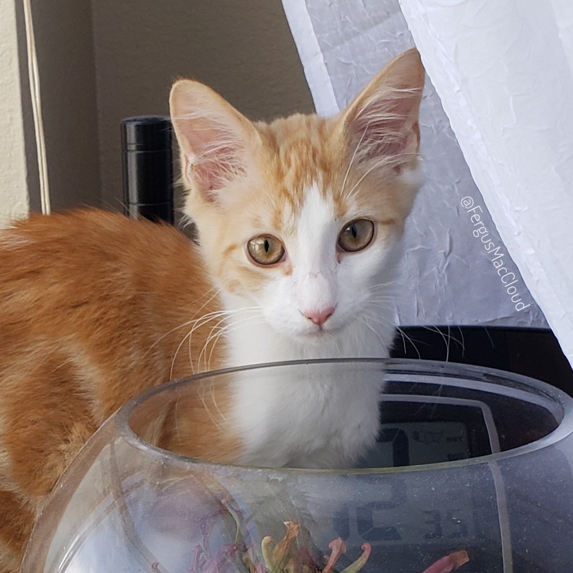 Fergus Mac Cloud has found his new forever home with me. He came home exactly one year to the day after I lost Zephyr. I don't really post on here anymore, but if you have IG you can follow him there. Just wanted to share with you! #foreverhome #orangecat #CatsofTwittter