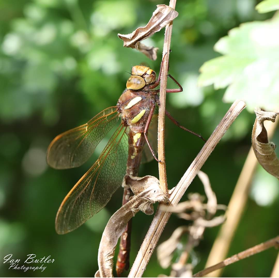 ButlerdaxIan's tweet photo. Brown hawker and common darter taken with new canon 100mm f2.8 usm .is macro lens always wanted one finally got one @Treespers42 @Janeh271 @RSPB_OldMoor @BrowneVin @craigh500 thanks for looking everyone have a great weekend https://t.co/Z20922ywHl