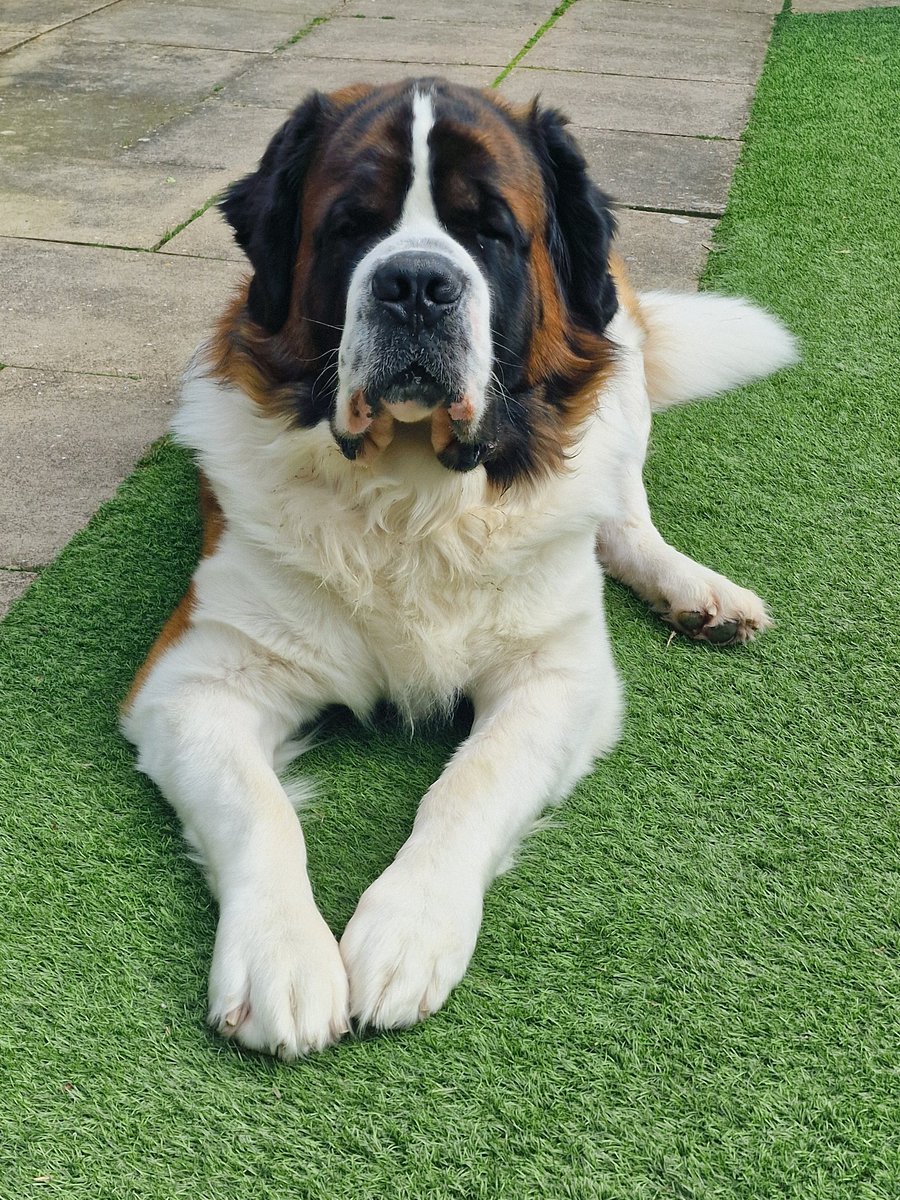 OliJames744's tweet photo. @thefarmerdogpub We will be paying you a visit next Friday... hope your don't mind.. he is 15 stone and rather on the large side! https://t.co/Si8LDE5R4X