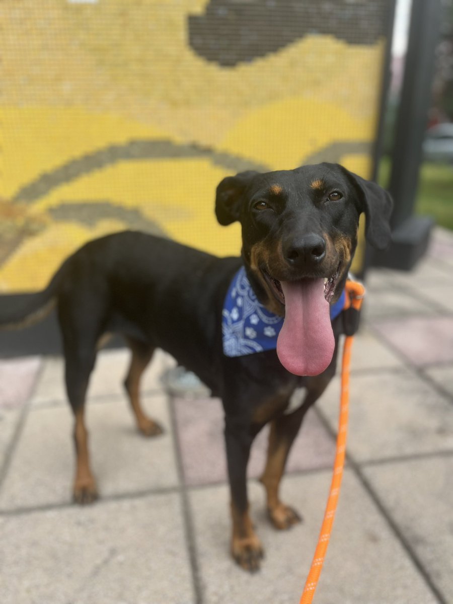 Yo soy Celia y quiero una familia ♥️
Nací y crecí en la calle,nunca he sentido ese amor y calor de un hogar.🏠 
¿Qué se sentirá tener tu propia cama y tus juguetes?
¿Qué se sentirá ser el perrito especial de un humano? 🐶
Adóptame,estoy en CDMX
