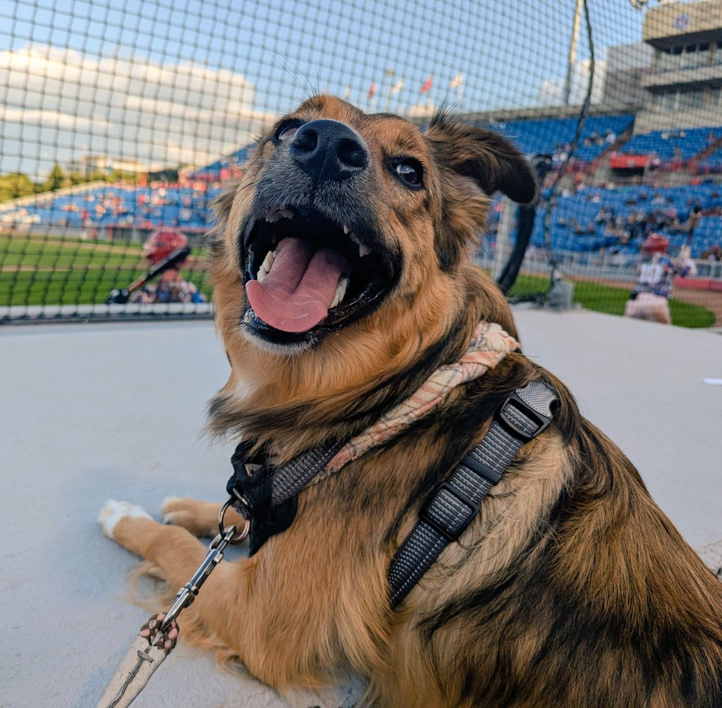 Penny enjoying her first baseball game ⚾🐕